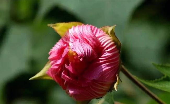 芙蓉花叶子干焦怎么办？（教你如何应对芙蓉花叶子干焦问题）