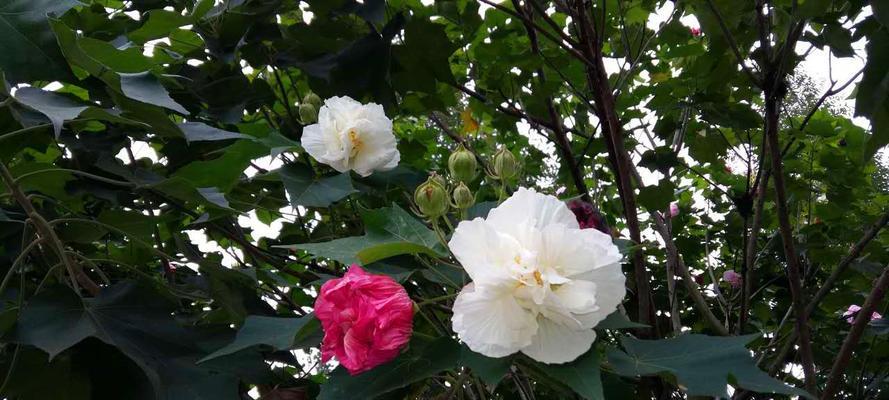 芙蓉花叶子干焦怎么办？（教你如何应对芙蓉花叶子干焦问题）