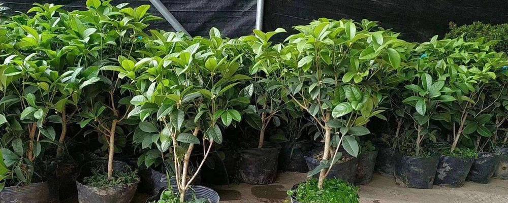 金桂花树的养殖方法（如何在家庭花园中养护金桂花树？）