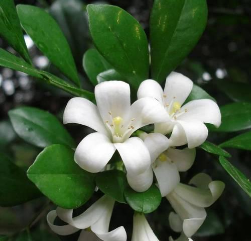 九里香开花结果全解（揭秘九里香开花结果的时节、方法和特点）
