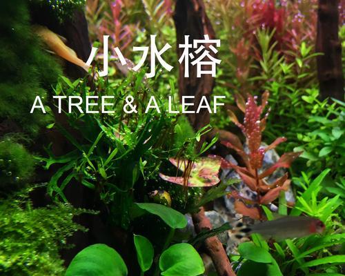 大叶榕水草的种植与养护（打造迷人水草园，大叶榕是首选）