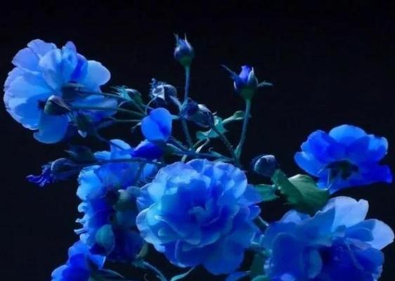 探寻蓝色花的世界（从紫罗兰到风信子，深入了解蓝色花卉种类和特点）