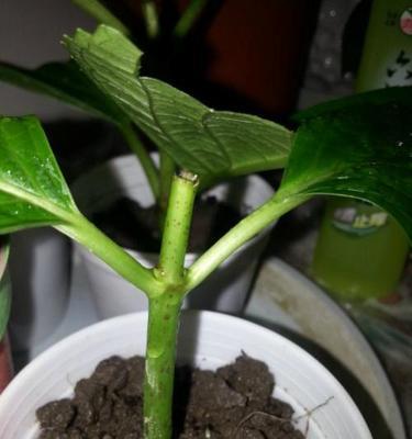 大叶海棠花的扦插方法（如何成功扦插大叶海棠花，让它在家中开出美丽的花朵）