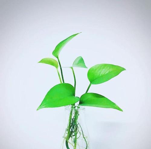 水培吊兰的养护方法（让你的水培吊兰常年盛开）