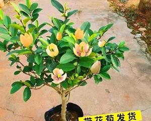 含笑花的耐寒温度（探究含笑花能承受住的低温度数）