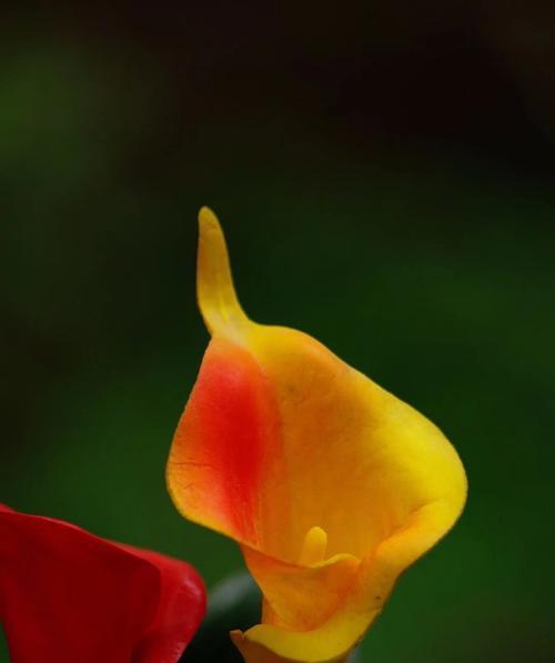 马蹄莲——花中的力量（探寻马蹄莲的生命之谜）