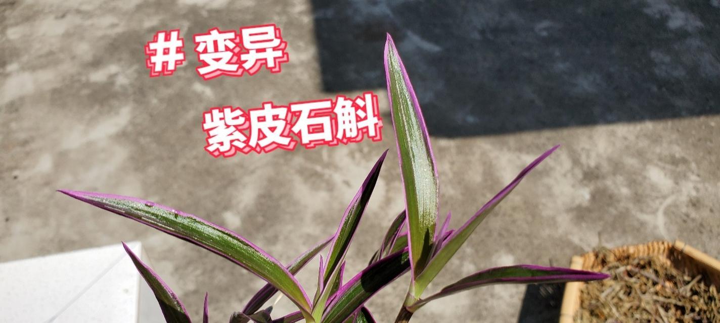 让花木变异的方法（如何通过控制生长环境促进花木变异）