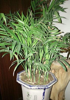 散尾葵凤尾竹的养护全攻略（打造优美叶片，挥洒清新气息）
