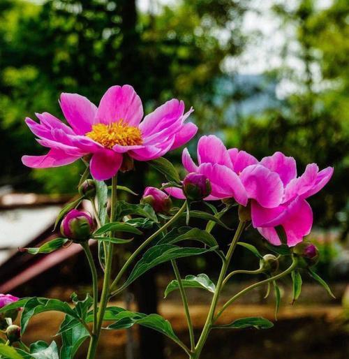 芍药花的意义与传说（品味芍药的美丽与哲学）