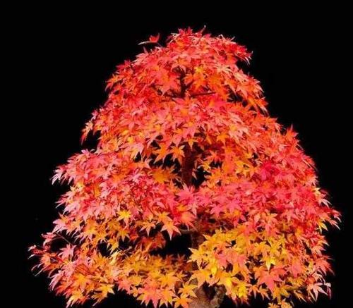 枫树养殖方法（打造花园中的枫叶秀，一本枫叶绿在你家）