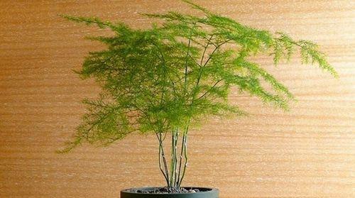 文竹修剪方法大揭秘（手把手教你打理文竹，让它健康成长）