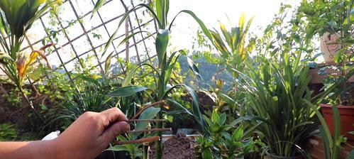 如何正确栽培和管理富贵竹？（全面指南教你打造绿色健康的家居环境）