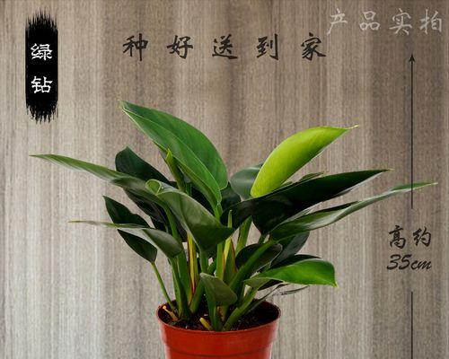 金钻蔓绿绒怎么养（室内空气净化的好帮手）
