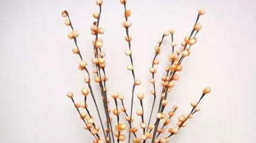 银柳的养护指南（如何科学地浇水，让银柳生长得更健康？）