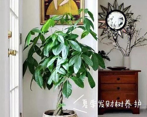 室内发财树养护全攻略（打造居家幸福的室内发财树）