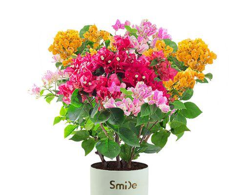 三角梅盆栽养殖指南（打造美丽的室内花园）