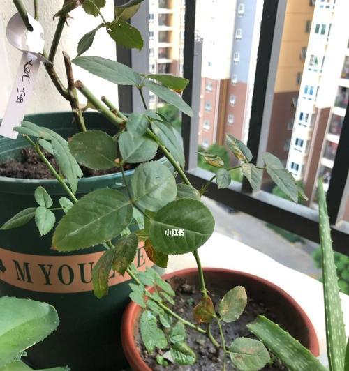 月季养护全攻略（月季花的养护技巧和注意事项）