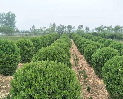 选择黄杨园林植物，最佳品种推荐（选择这个品种，打造美丽庭院）