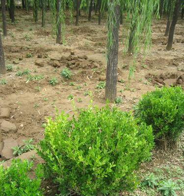 选择黄杨园林植物，最佳品种推荐（选择这个品种，打造美丽庭院）