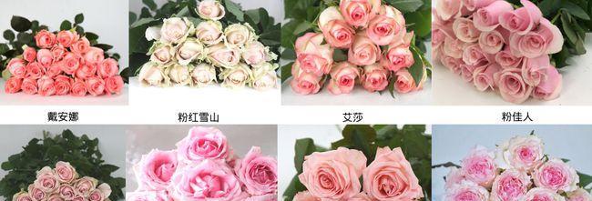 玫瑰品种的丰富多彩（探秘玫瑰品种的特点、栽培和鉴赏）