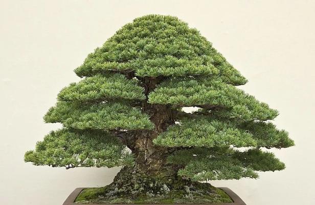 五针松盆景养护全攻略（从选购到养护，教你让五针松盆景健康成长）
