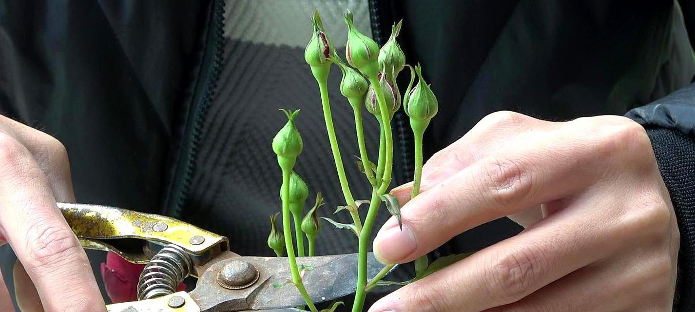如何正确修剪月季花？（从剪枝时间到修剪方法，教你轻松掌握月季花修剪技巧！）