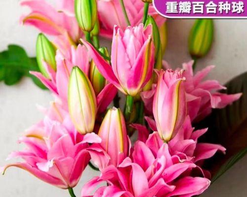 百合种球种植指南（从选购到种植，教你轻松打造花园盛景）