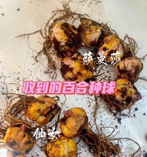 百合种球种植指南（从选购到种植，教你轻松打造花园盛景）