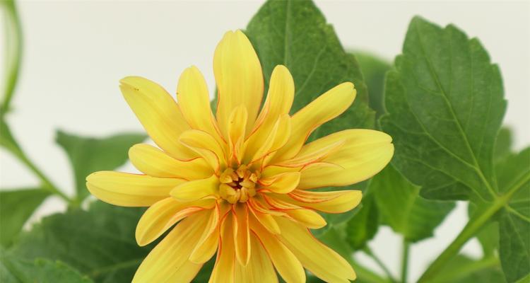 大丽花的冬季养护技巧（过冬要点、温度控制与喷水频率）