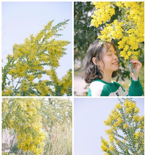 金合欢花语解读（探寻金合欢花所传递的寓意）