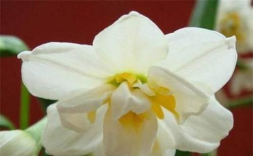 水仙花语的深刻含义（探究水仙花语的象征意义）