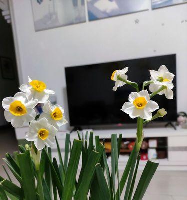 水仙花语的深刻含义(探究水仙花语的象征意义)