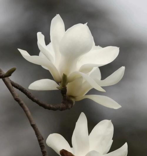 红玉兰花的花语（探寻红玉兰花的美丽与寓意）