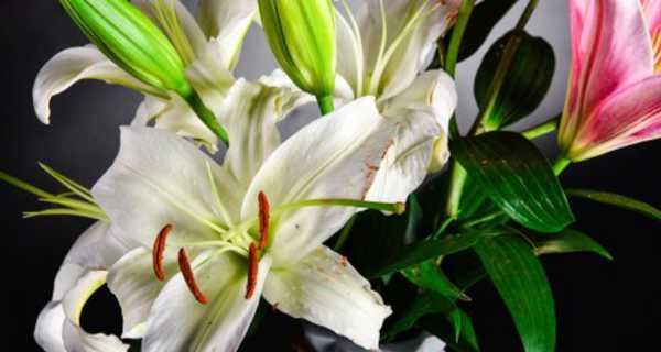 百合花的寓意与花语（解读百合花的美好寓意和令人动容的花语，让你更懂这朵温柔的花）