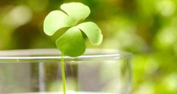 四叶草花语揭秘（四叶草的爱情花语是什么？——一个微小的信号蕴含的大意义）
