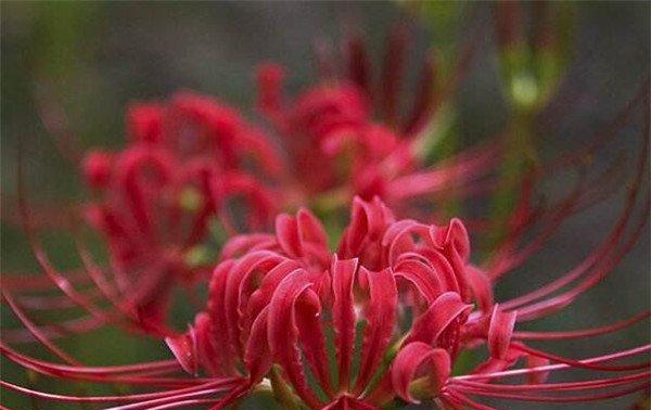 曼珠沙华花语（探究曼珠沙华的寓意与象征意义）
