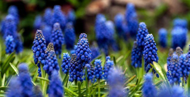 探寻神秘的花语世界——七彩霓虹花的启示（神秘而美丽的花语，你了解吗？）