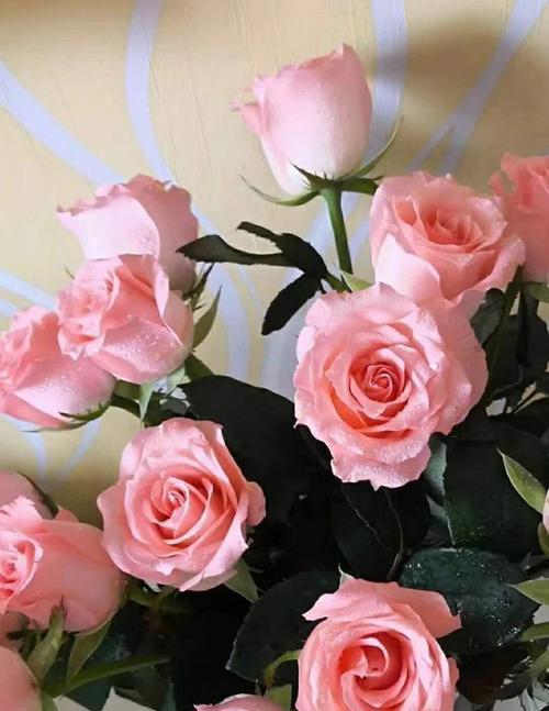 12朵玫瑰花语，传递你我真挚的情感（花语的启示与情感的表达）