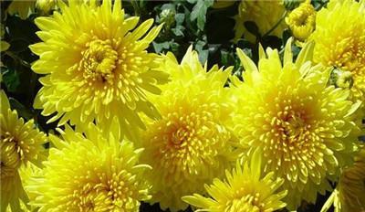 菊花——古朴典雅的秋季之花(品味花香,感受秋意)
