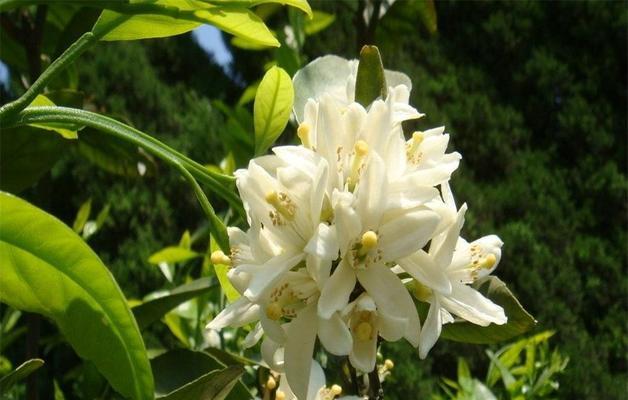 白兰花的花语与象征意义（探究白兰花的内涵与美学价值）