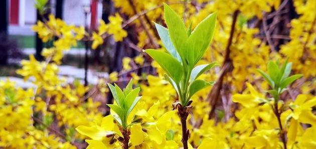 连翘花的花语与寓意（探寻连翘花的多重含义）