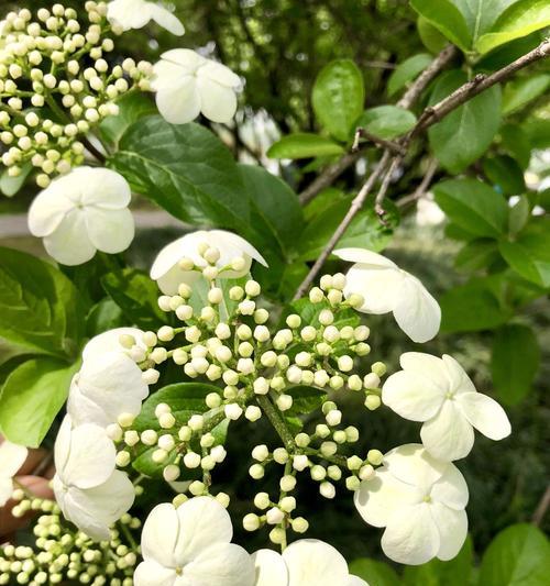解读白琼花的花语（探究白琼花的象征意义和寓意）