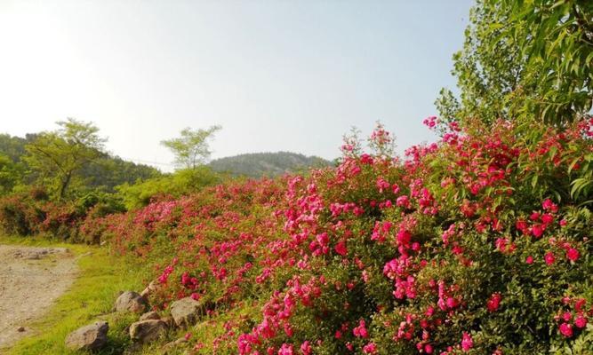 红蔷薇花语（揭秘红蔷薇的意义与象征，让你在送花中更有意义）