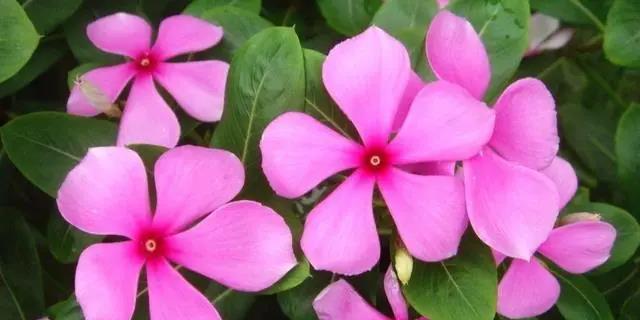 四季花开，种类多彩（探寻四季开花的奥秘）