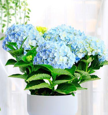 四季花开，种类多彩（探寻四季开花的奥秘）