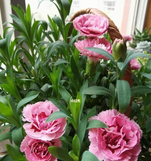 如何催花开——康乃馨养护指南（从营养到病虫害，教你全面养护康乃馨，让她绽放耀眼光芒！）