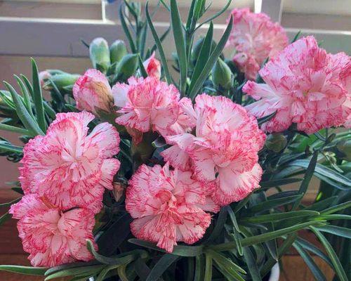 如何催花开——康乃馨养护指南（从营养到病虫害，教你全面养护康乃馨，让她绽放耀眼光芒！）