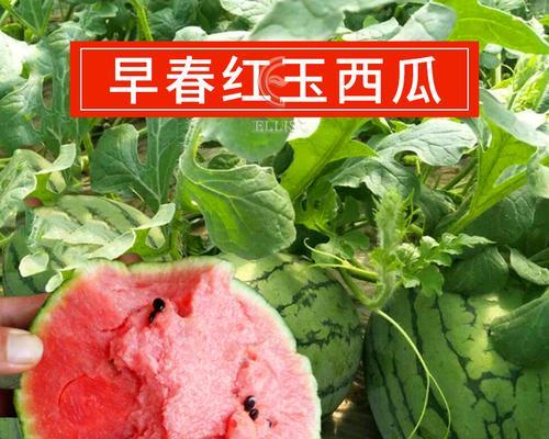 探秘红玉西瓜的美味之处（品尝颜值与口感俱佳的水果，红玉西瓜）