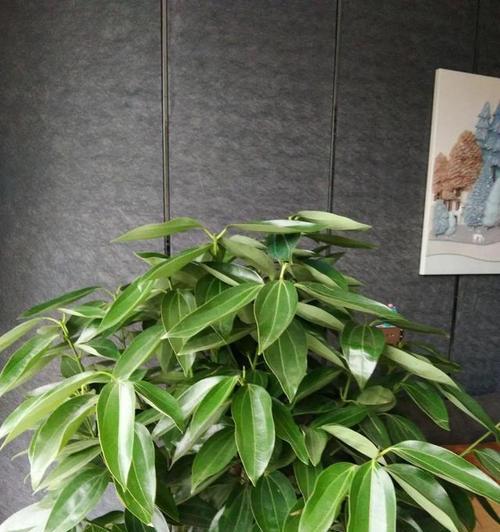 风水福气树，哪些树种最具磁场？（探究风水宝树的选种之道）