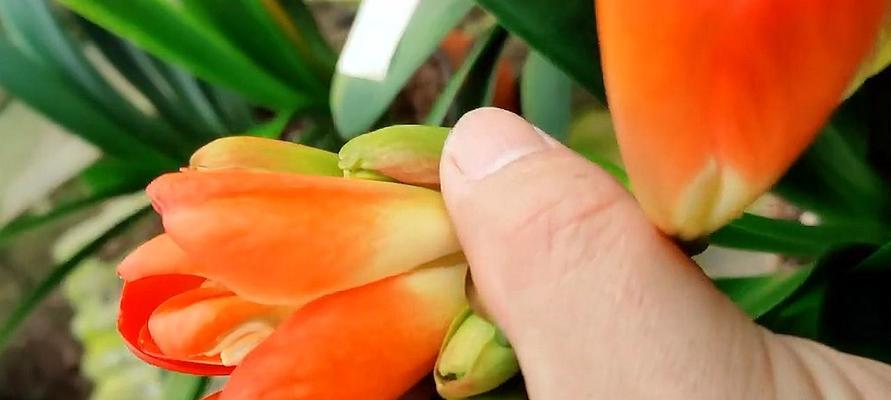 如何配制君子兰肥料？（DIY君子兰肥料，让你的花儿更健康！）